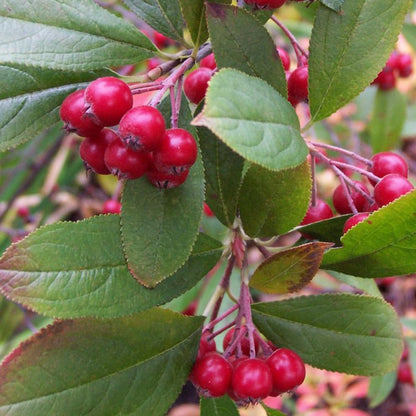 Red Chokeberry Live Plant, 4-7 Inch Tall Potted Aronia Shrub, Hardy Berry Plant for Garden, Landscape, and Container Growing