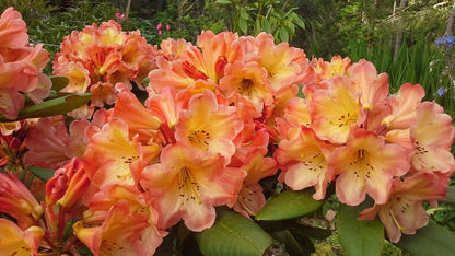 Live Plant - Honey BUTTERAzalea RhododendronSTARTER Plant