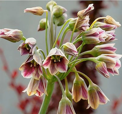 Sicilian Honey Lily Bulb - 1 Bulb - Beautiful Flower!
