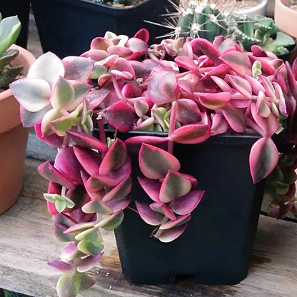 Calico Kitten Succulent Live in 4 Inch Pot | Pink Variegated Trailing Plant | Great for Window Ledges, Office Corners, and Compact Plant Displays