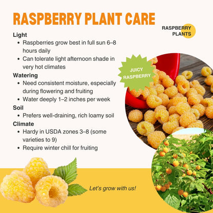 2 Fall Gold Raspberry Plants Live, Sweet Raspberry Bush Shrub to Grow, Well-Rooted 4-8" in Tall, Cold Hardy