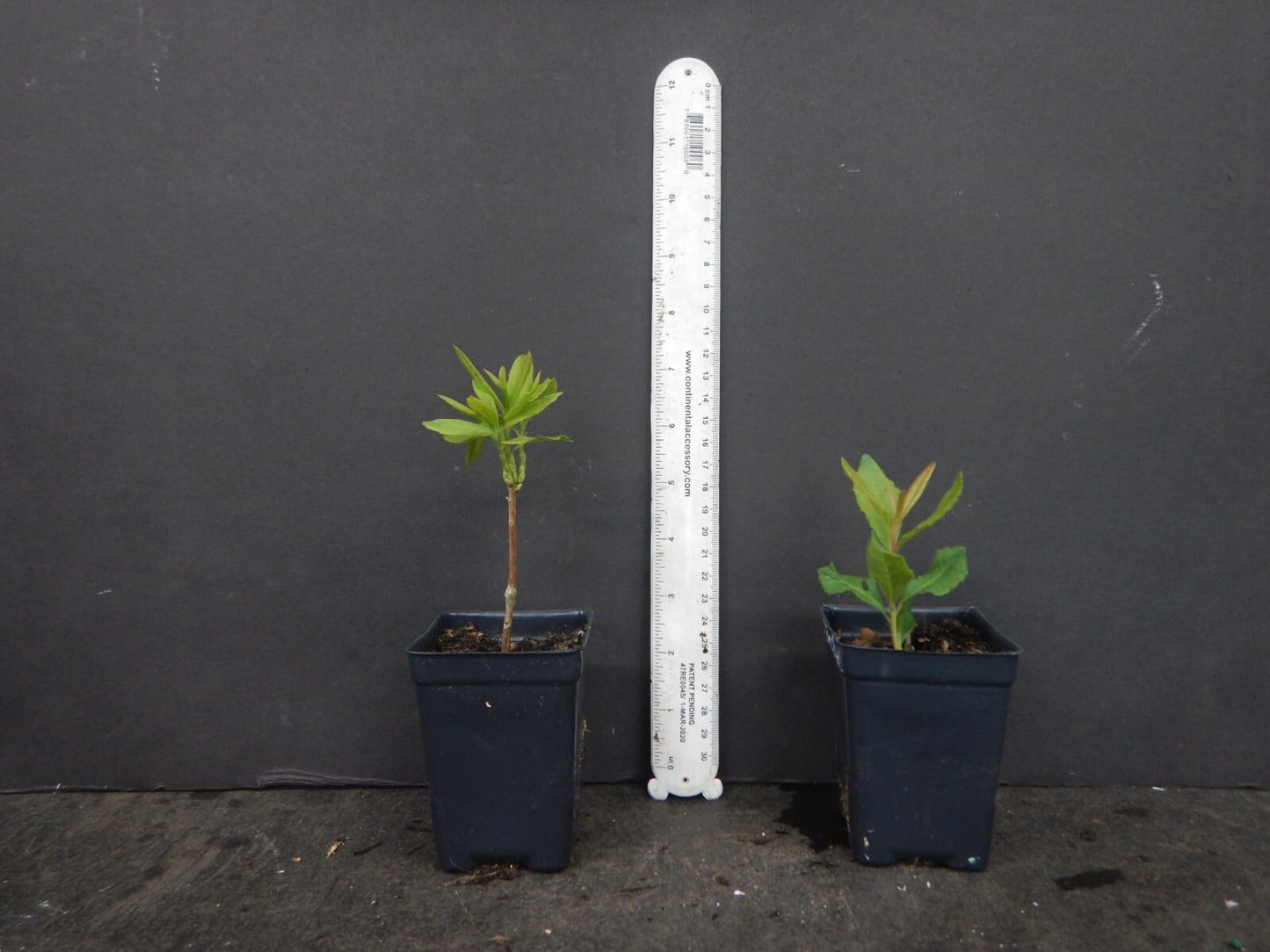 Live Plant - Canary Islesaromi Azalea Rhododendron Deciduous Small Starter Plant