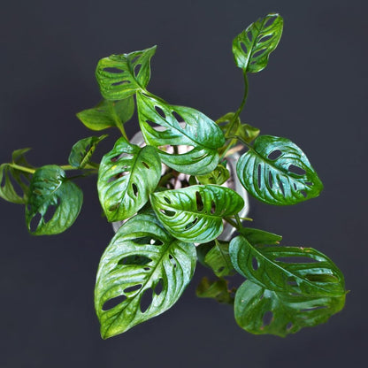 2 Monstera Plants Live, Live Monstera Plants, Swiss Cheese Monstera Plant Live, Swiss Cheese Plant Live Indoor, 4 to 6 Inc Tall