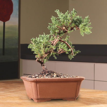 Brussel's Bonsai - Live Green Mound Juniper Bonsai Tree, Outdoor Bonsai Tree Live Plant, Medium Bonsai for Patio Garden Décor, Easy Care Evergreen Bonsai (Medium)