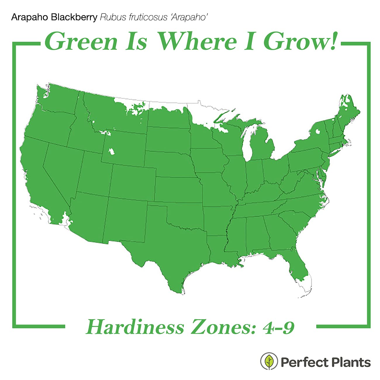 PERFECT PLANTS Perfect Plants Arapaho BlackBerry Bush 3 Gallon | Live Fruit Trees for Outdoor Planting | Self Fertile Blackberries & Thornless for Easy Picking | Sweet & Healthy Black Berries