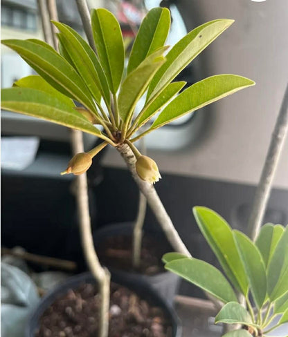 Grafted Sapodilla Tree, The Sapodilla Tree Already has Fruit. 3 to 4 Feet Tall, No Ship to CA and Hawaii.