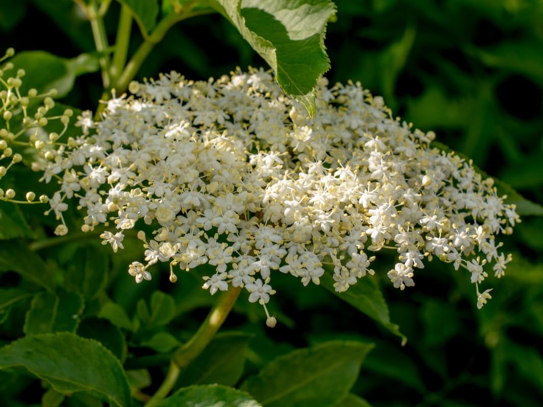 Set 3 American Elderberry Trees Live Plants for Planting, Black Elderberry Bush Live Plants, Sweet Elderberry Plants Live, Sambucus Canadensis Elderberries Fruit Trees 6 to 12 Inch Tall Bareroots