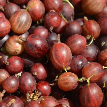 Jeanne Gooseberry Live Plant 5-7 Inch Starter in Soil, No Pot - Sweet Red Gooseberry Fruit Shrub, Thornless Hardy Berry Plant for Outdoor Garden