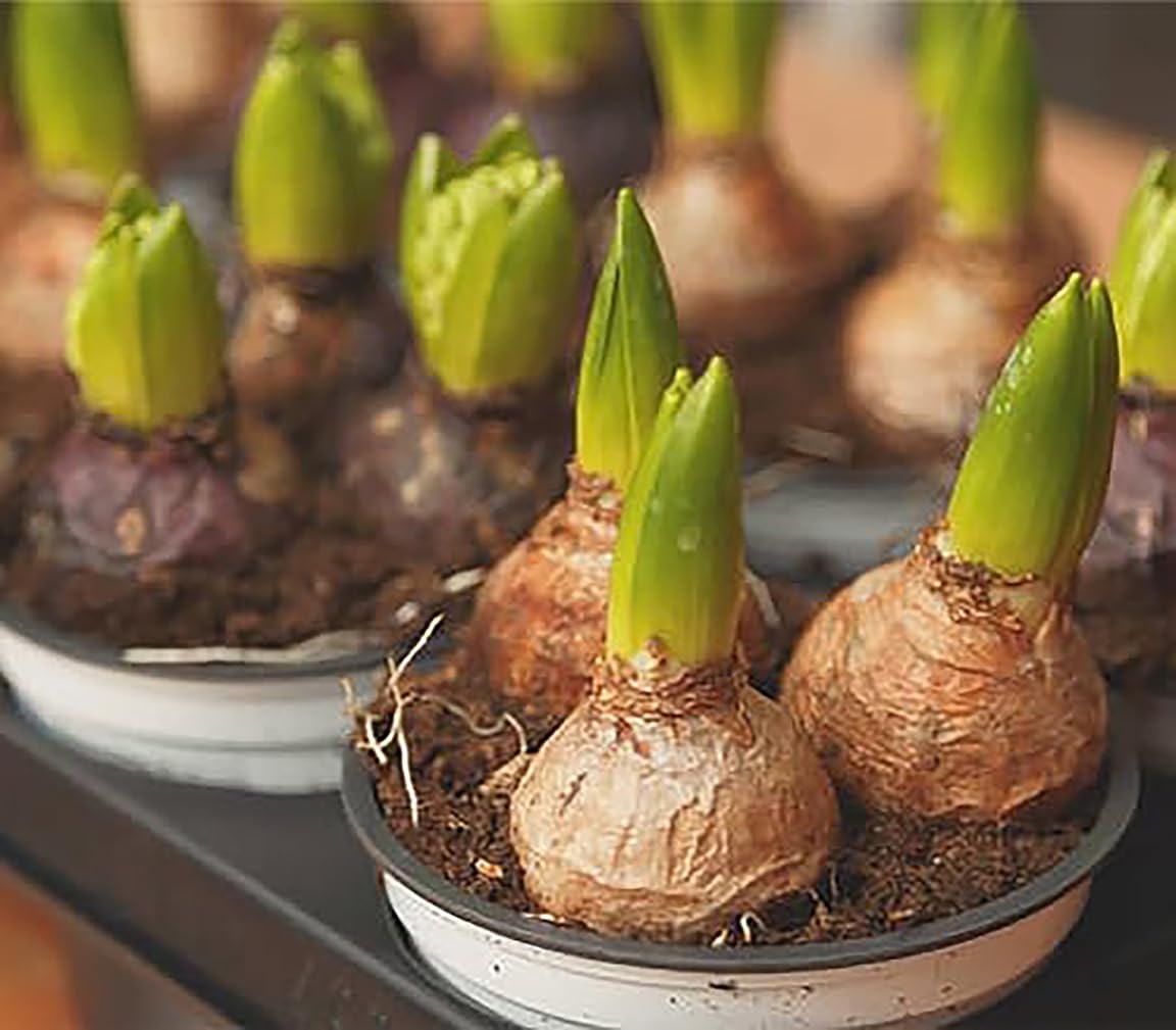 10 Large Mixed Hyacinth Bulbs - 16-17 cm, Includes Purple, Blue, White, Pink, Yellow, Orange, Peach & 10 Varieties for a Stunning Spring Garden