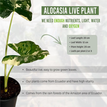 LEAL PLANTS ECUADOR Alocasia Macrorrhiza Variegated (Pack of 2),| Alocasia Live Plant, Variegated Live houseplant| Rare Indoor Plants, Perfect for Home Decor, Unique Gift for Plant Lovers