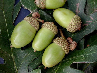 White Oak Trees for Planting | Live Tree Seedlings | No Ship to California (2 Trees)