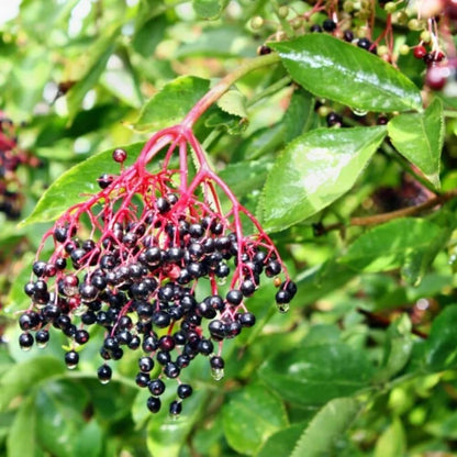 Set 2 American Elderberry Plants Live, 6-12 Inch Tall, American Elderberry Bush, Hardy Elderberries Trees