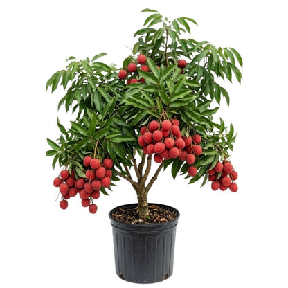 Lychee Tree Live Plant 3 Gallon 2-3 Ft Tall, Red Lychee Tree, Sweet Tropical Fruit Tree for Outdoor Growing, No Ship to CA