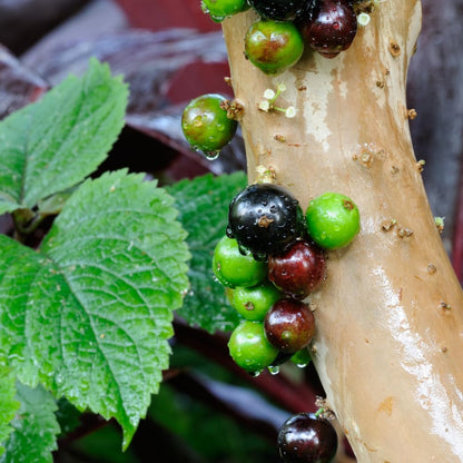 Jaboticaba Fruit Tree Live Plant, Large Size 1 Feet Tall, Jabuticaba Plant Live Great for Home Garden
