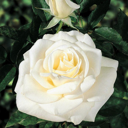 Rose Live Plant for Planting, Fragrant Rose Bush, 5-10” Tall, Ready to Grow Flowering Shrub for Outdoor Garden Beds and Containers (White Rose)