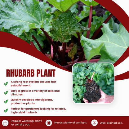 Pack 5 Rhubarb Crowns Extra Large (XL Size) Fast-Growing, Rhubarb Root Division Plant, High Yield, Rich Flavor, Red Stalks