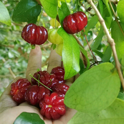 Surinam Cherry Live Plant | 2.5–3 Ft Cherry Tree | Well Rooted | Sweet-Tart Small Fruit Tree for Patio, Garden, or Container | No Ship to CA,HI,AK