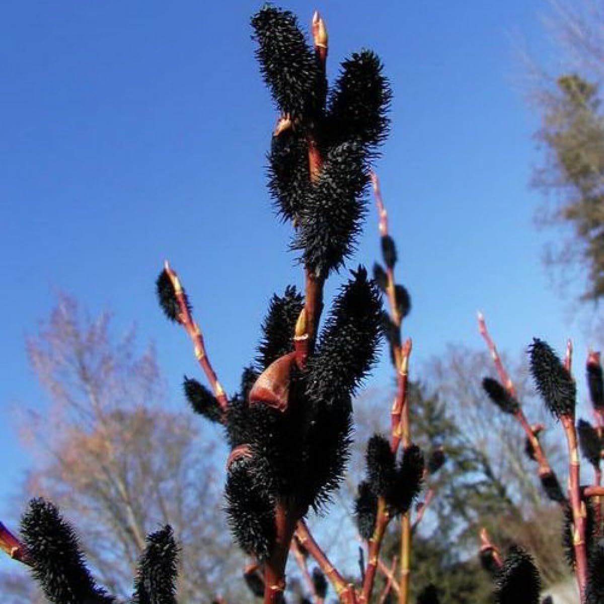 4 Black Pussy Willow Tree Cuttings to Grow - One of The Most Rare Catskin Willow Trees (4 Cuttings)