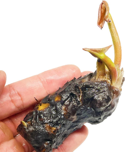 3 Pre-Grown Hardy & Tropical Waterlilies Rhizomes Live Tuber in White, Red, Blue Flower for Indoor-Outdoor Pond Decoration