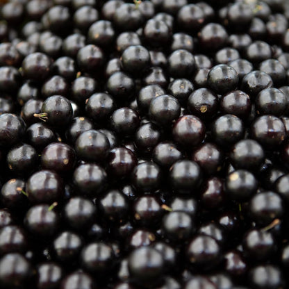 Live Jaboticaba Plant, Black Jabuticaba Tree, 2-3 Feet in 3 Gallon Pot, Brazilian Grapetree, Ready to Grow, No Shipto CA