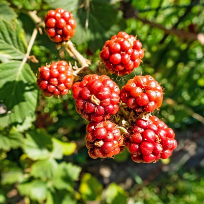Set 2 Thornless Boysenberry Plants, Sweet Boysenberry Plants for Planting, 4 to 6 Inches Tall, High Yielding Berries for Indoor Outdoor Garden