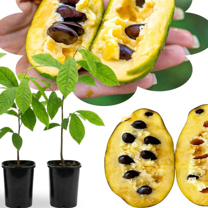 Pack 2 Paw Paw Trees Live Plants, Potted Pawpaw Seedling Plants, 1 Year Old Well Rooted, Common Pawpaw Asimina Triloba, No Leaf in Winter