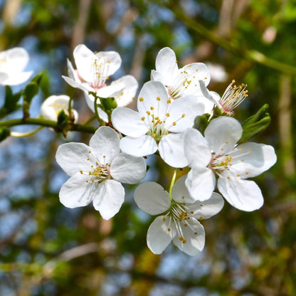 Cherry Blossom Tree, Live Ornamental Tree 6-12" Tall in Pot, Beautiful Spring Blooms for Outdoor Planting (Snow Cherry Blossom)