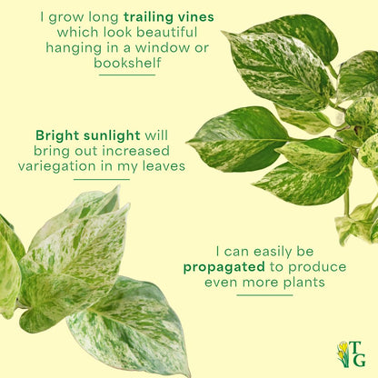 Thorsen's Greenhouse Marble Queen Pothos, Live Indoor Plant, Easy to Grow, Rare Variegated Houseplant, Natural Air Purifier, 4-inch Diameter Pot (Gold)