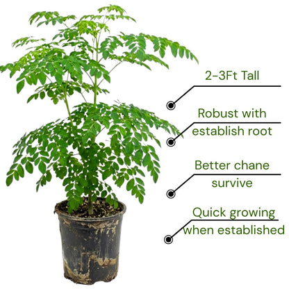 Live Moringa Oleifera Tree Plant, 2-3 Feet Tall, Established Malunggay Plant in 1 Gallon Pot, Fast-Growing Drumstick Tree