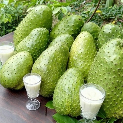2 Years Old Soursop Tree Plant Live in 1 Gallon Pot, 2-3 Feet Soursop Trees Seedling Tropical Fruit, Sweet Annona Muricata Guanabana for Outdoor Planting, Can not Ship to California