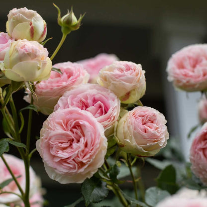 Heirloom Climbing Roses, Live Own Root Plant for Outdoor Garden, Eden Climber®, Lightly Fragrant, Hardiness Zones 5-10, Repeat Blooming