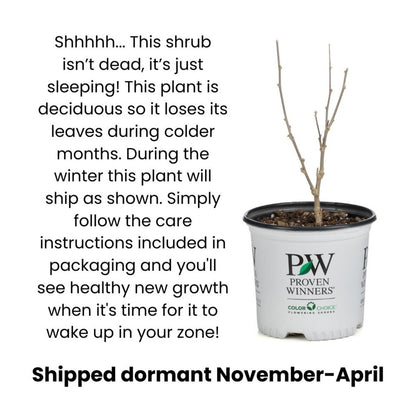 Proven Winners Metamorphosa Japanese Maple (Acer palmatum) Live Plant, 4.5" Qt, 4 Pack