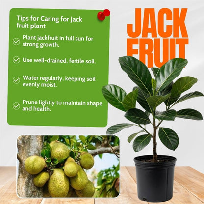 Jackfruit Tropical Live Plant 2-3 Feet in One Gallon Pot, Sweet Jackfruit Fruit Tree for Planting Outdoor, Tropical Jackfruit Fruit Plant for Indoor Outdoor Garden or Landscape
