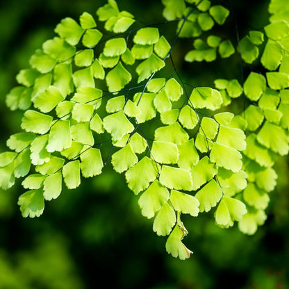 5 Fern Rhizomes, Maidenhair Fern Plants Live, Live Fern Plants, Fern Ground Cover Plants Live, Fern Live Plants, 5 Roots