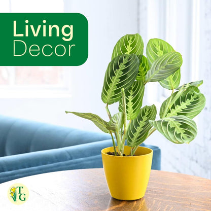 Thorsen's Greenhouse Lemon Lime Prayer Plant, Live Indoor Plant, Pet Friendly, Attractive Houseplant, Lemon Maranta, Natural Air Purifier, Easy to Grow, 4" Diameter Pot (Sage)