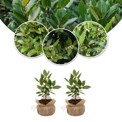 9 Months Old Bay Leaf Tree Live Plant, No Pot Bay Laurel Plants Tree Live for Outdoor Planting, 5-8" in Tall, Fragrant Laurus Nobilis Live Plant