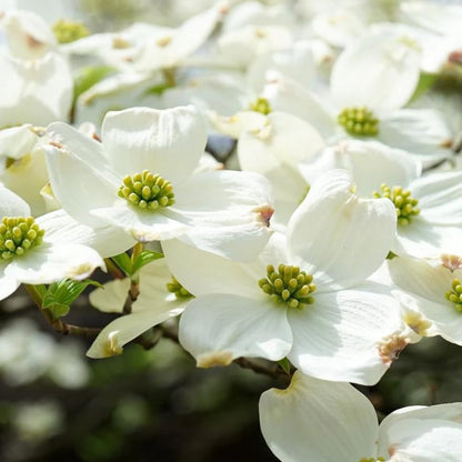 White Dogwood Tree, 8-14 Inch Tall, Quart Pot, Flowering Ornamental Tree for Outdoor Planting and Landscaping