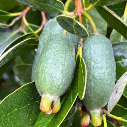 2 Pineapple Guava Trees Live Plants for Outdoor Planting, 4 to 6" Starter Plant, Fragrant and Sweet Guava