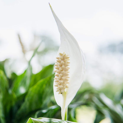 PERFECT PLANTS Peace Lily 6in in Midnight Blue Décor Pot | Spathiphyllum | 15in. Tall | Easy Care Houseplant | Perfect for Moderate to Bright Light Conditions | Air Purifying