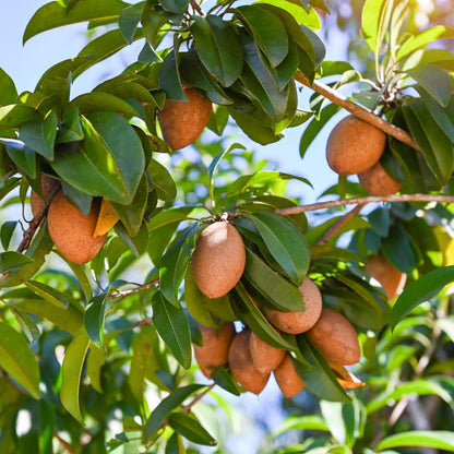 Sapodilla Tree Live Plant to Grow Outdoor 2 to 3 Feet, in 3 Gallon Pot, Sapodilla Plant Live, Cannot Ship to CA
