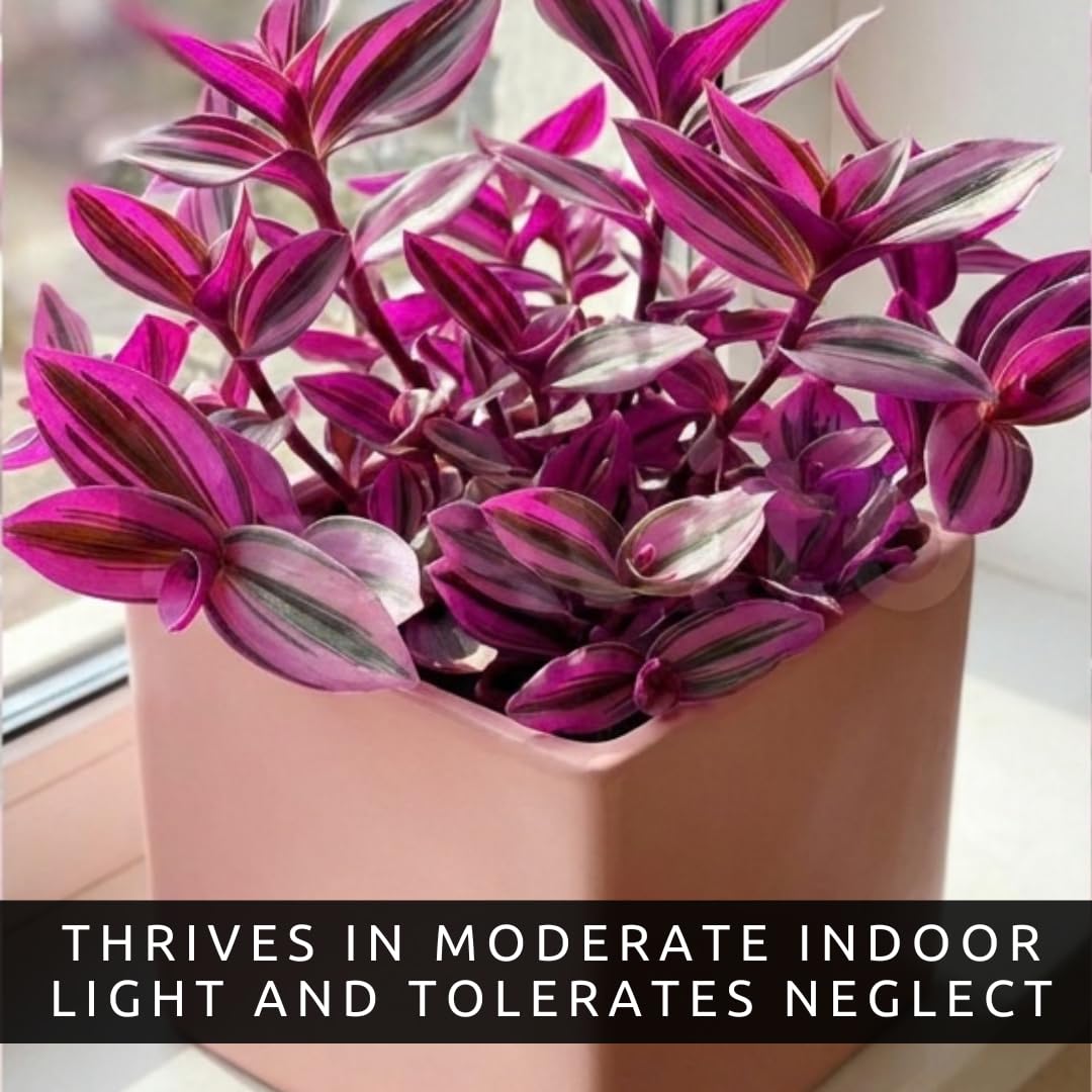 4 Pink Paradise Wandering Jew Cuttings for Growing – Vibrant Pink & Purple Variegated Houseplant – Easy to Grow Indoor Trailing Plant, Tradescantia