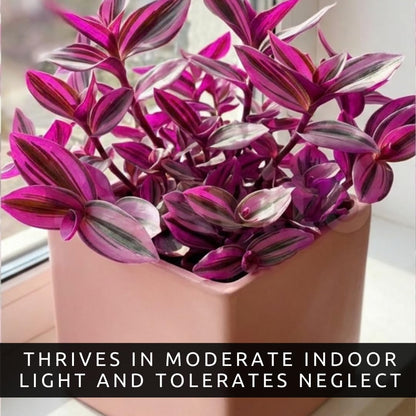 4 Pink Paradise Wandering Jew Cuttings for Growing – Vibrant Pink & Purple Variegated Houseplant – Easy to Grow Indoor Trailing Plant, Tradescantia