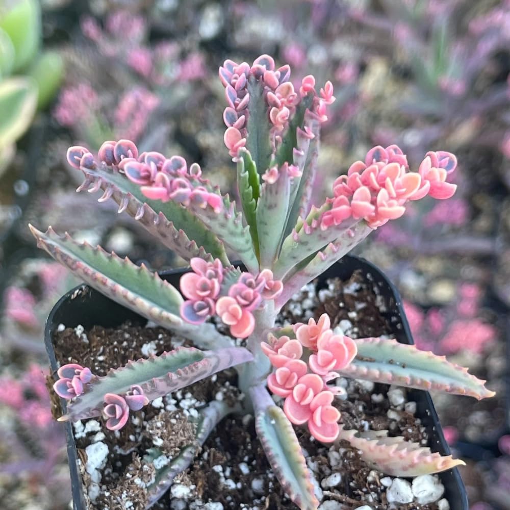 Kalanchoe Pink Butterfly, Pink Kalanchoe Plant Live in 2 Inches Pot, Mother of Thousands Variegated Succulent Live Houseplant