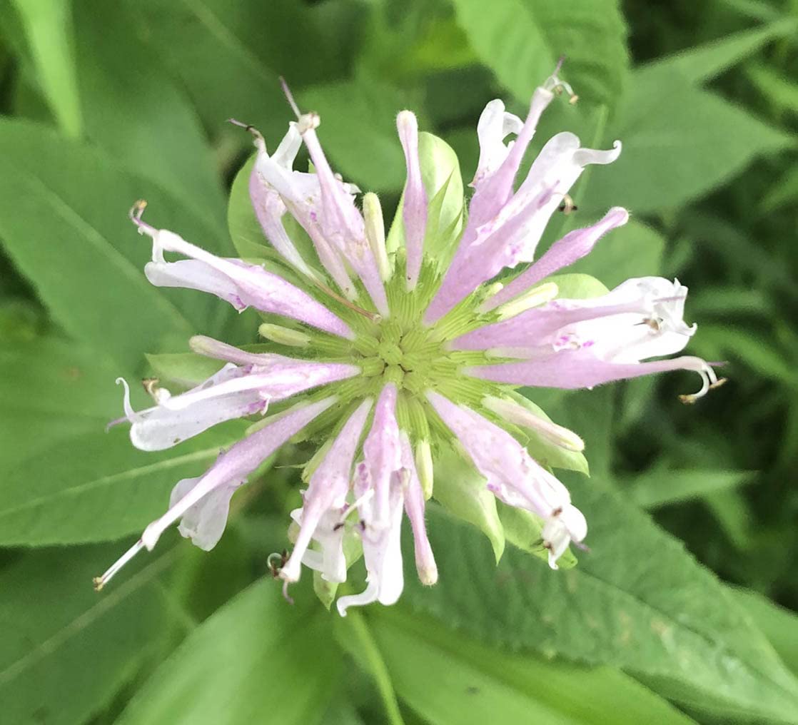Smoke Camp Crafts Organic Native Bee Balm Live Plant (Monarda fistulosa) – Perennial Pollinator Plant in 2.5 Pot Purple Pink