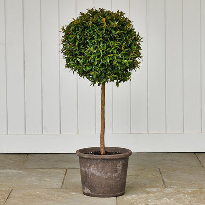 RedCrocus - RedCrocus Dwarf Brush Cherry Eugenia myrtifolia 'Globulus' — Evergreen Shrub, Compact, Ideal for Hedges, Containers & Landscape, Pollinator Friendly 10" Pot