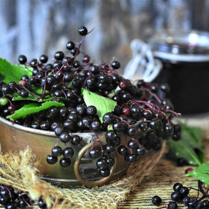 1 Black Elderberry Plant Live, 6-9 Inch Tall, American Elderberry Bush, Hardy Elderberries Tree