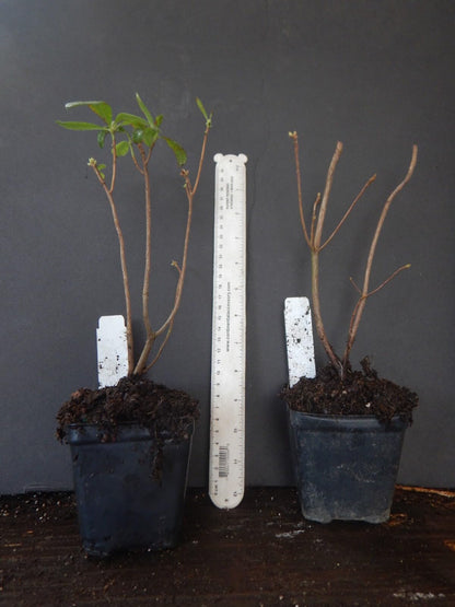 Live Plant - Lemon LIGHTSAromi Azalea Rhododendron HybridSTARTER Plant