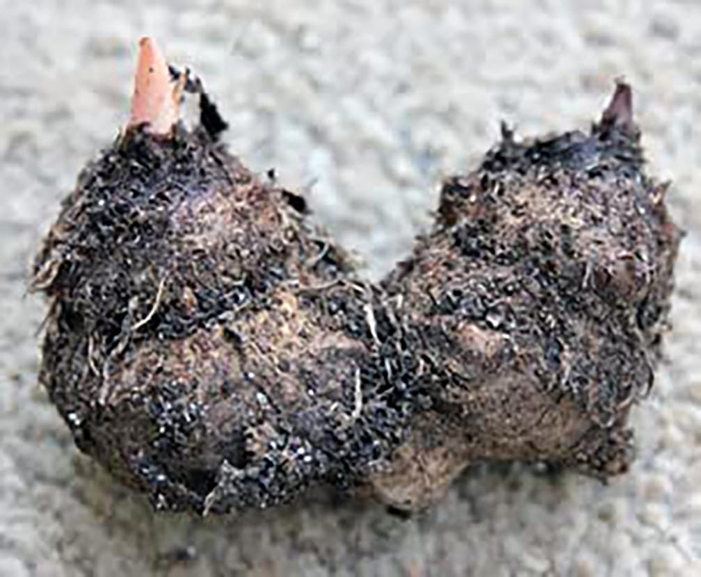 Fire Chief Caladium Bulbs - 3 Large Size Bulbs - Striking Red Foliage - Hardy in Zones 9-11 - Ideal for Gardens and Containers
