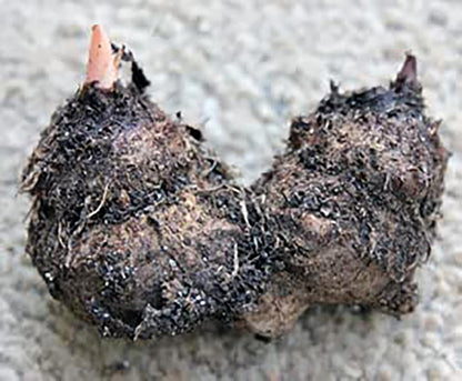Fire Chief Caladium Bulbs - 3 Large Size Bulbs - Striking Red Foliage - Hardy in Zones 9-11 - Ideal for Gardens and Containers