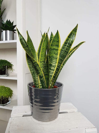 American Plant Exchange Snake Plant – Medium 5-Inch Pot Yellow Sansevieria Trifasciata, Drought-Tolerant, Air-Purifying Live Houseplant for Home, Office, or Outdoor Patio Garden Décor